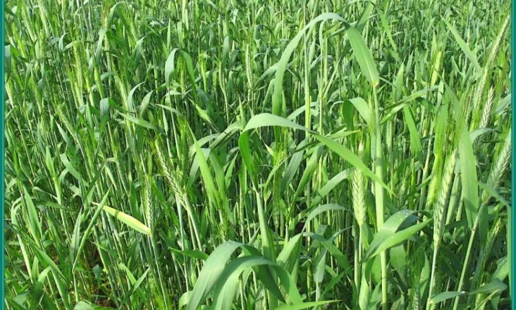 Семена жито Харьківське 98 - фото № 3