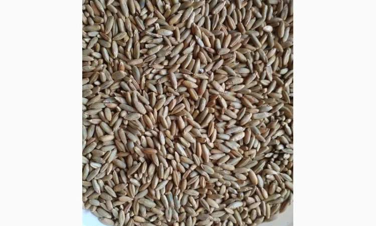Семена жито Харьківське 98 - фото № 4