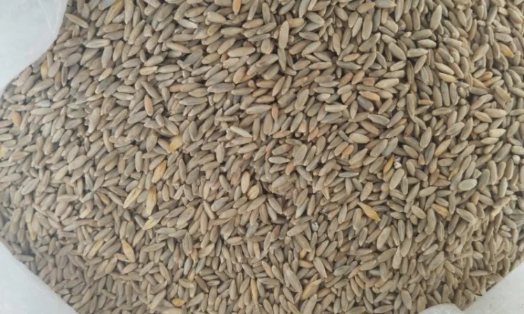 Семена жито Харьківське 98 - фото № 1