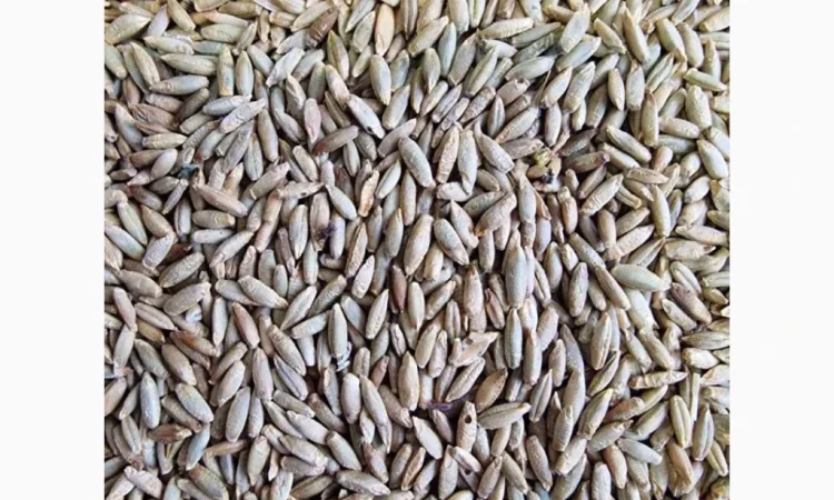 Покупка жита на постійній основі - фото № 1