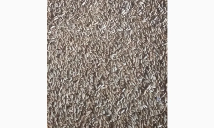 Продажа очищенного жита - фото № 1