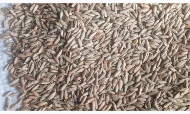 Продажа очищенного жита - фото № 4