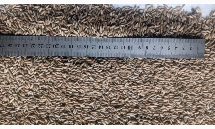 Продажа очищенного жита - фото № 5