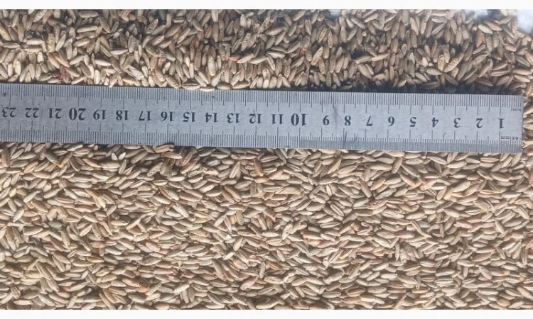 Продажа очищенного жита - фото № 6