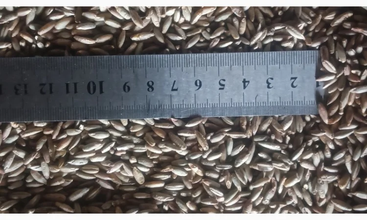 Продажа очищенного жита - фото № 7