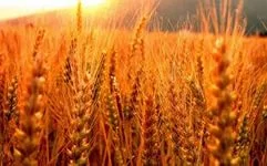 Купую жито та рожь оптом - фото № 1