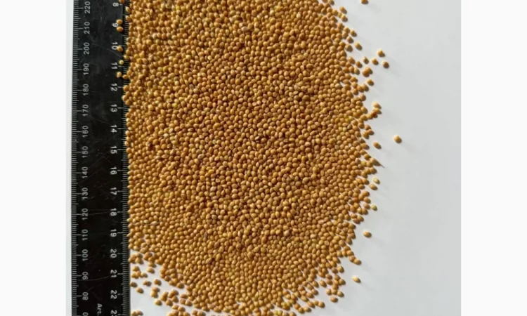 Продается жёлтое просо 550 т - фото № 1