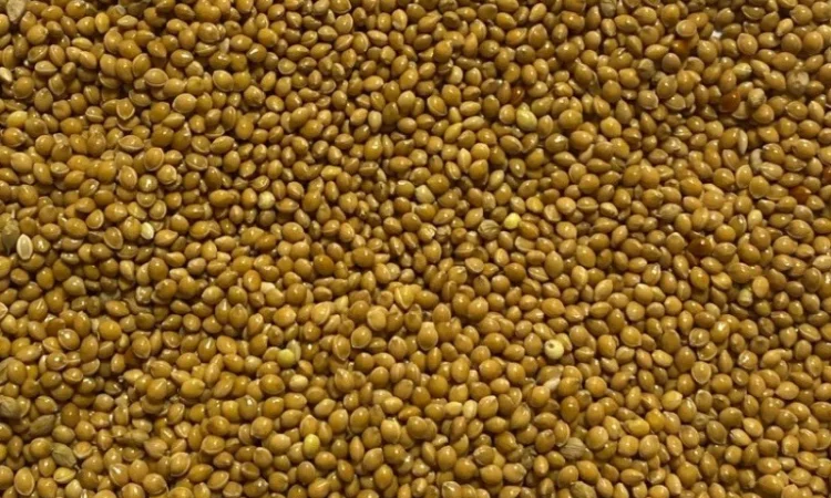 Продается семена желтого проса сорта Била Альтанка - фото № 1