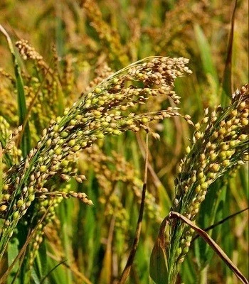 Викуп проса (жовте та червоне) з господарства - фото № 1