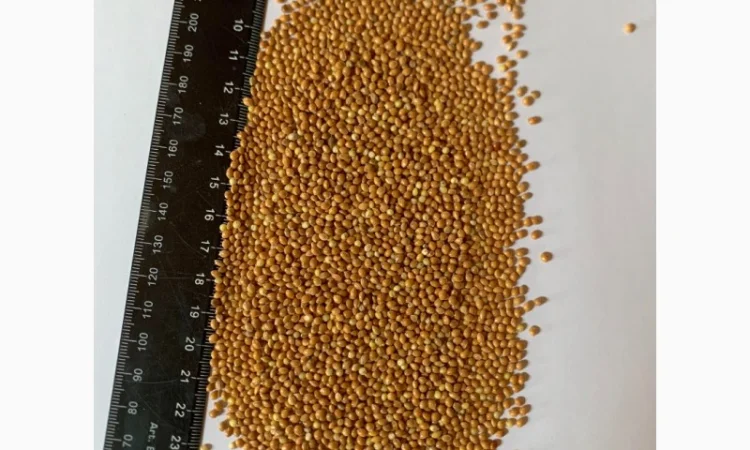 Продаю жёлтое просо - фото № 1