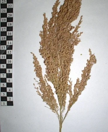 Высококачественное просо НОВОЕ поколение - фото № 1