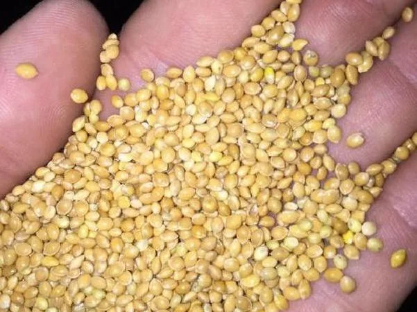 Куплю просо по высокой цене - фото № 1