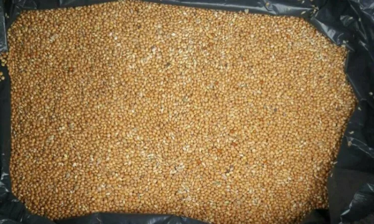 Покупаем просо в любых объемах, насипью или в мешках - фото № 1