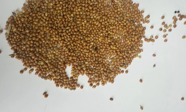 Куплю жовтое просо - фото № 1