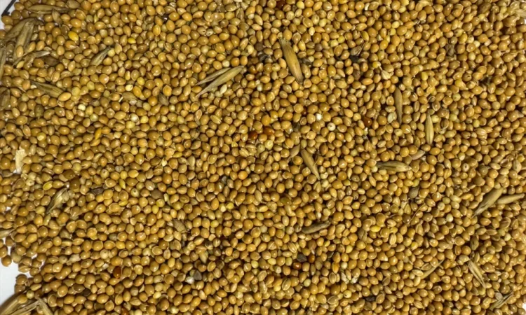 Продажа желтого проса - фото № 1