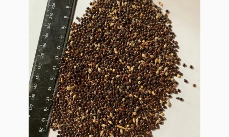 Покупка проса в Козине - фото № 1