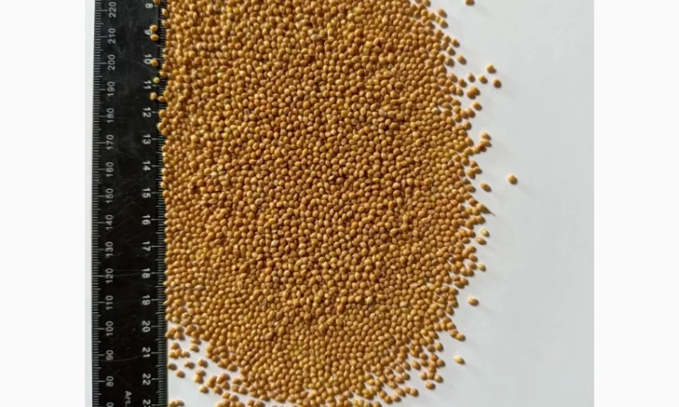 Закупівля проса різних сортів - фото № 1