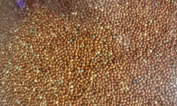 Продаж проса червоного високої якості - фото № 1