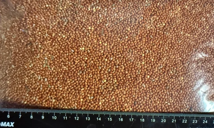 Продаж проса червоного високої якості - фото № 2