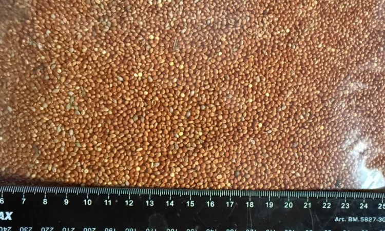 Продаж проса червоного високої якості - фото № 3