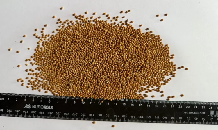 Продаю насіння Просо Жовте (Сорт: Біла Альтанка) - фото № 1