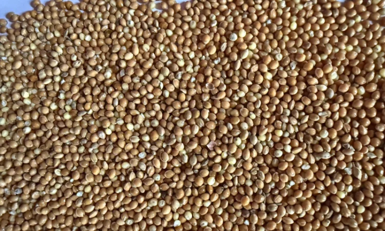 Продаю Жовте Просо (експортна якість) - фото № 1