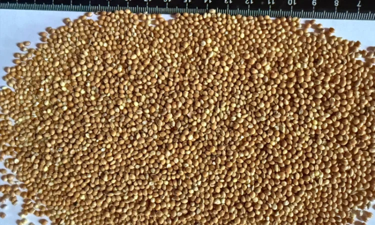 Продаю Жовте Просо (експортна якість) - фото № 2