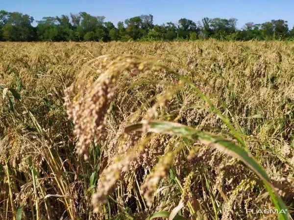 Продам насіння проса еліта сорт Полтавське золотисте із сертефікатом - фото № 1