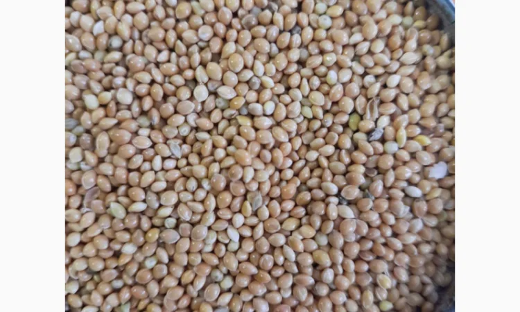 Продается очищенное желтое просо 2 класса - фото № 1