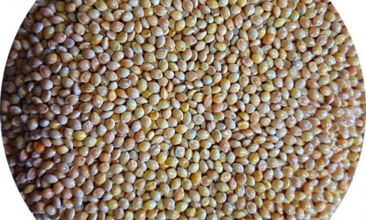 Куплю желтое просо на постоянной основе - фото № 2