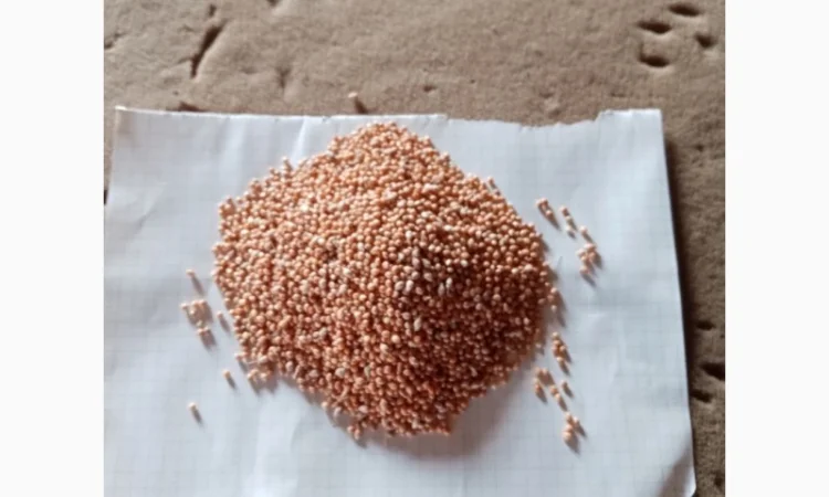 Продаж проса миронівського 51 - фото № 1