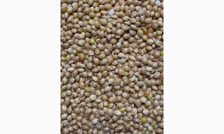 Семена просо на продаж - фото № 1