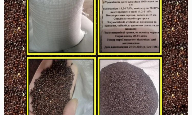 Семена просо на продаж - фото № 2