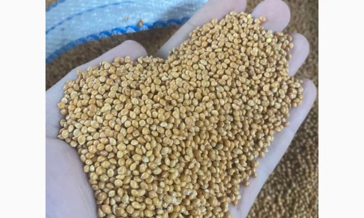 Семена просо на продаж - фото № 3