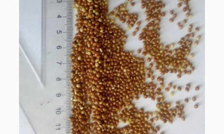 Семена просо на продаж - фото № 6