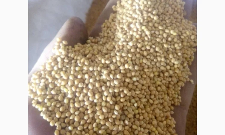 Семена просо на продаж - фото № 7