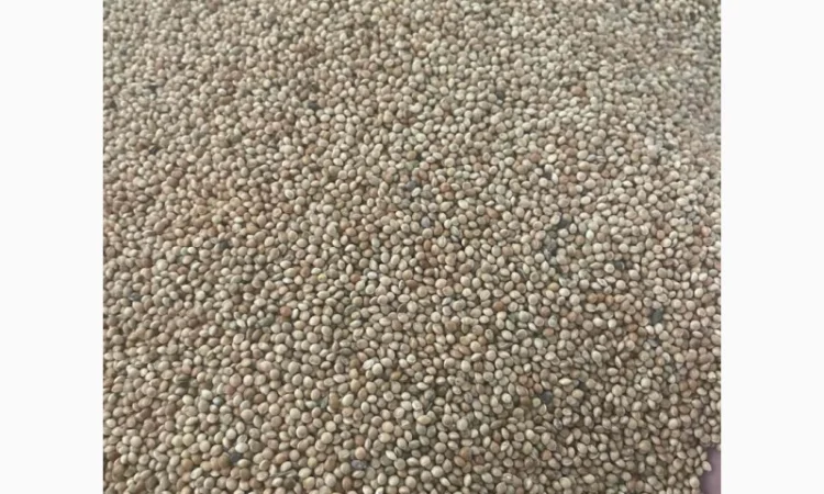 Куплю просо жовте и белое - фото № 2