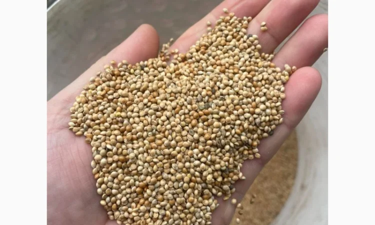 Куплю просо жовте и белое - фото № 3