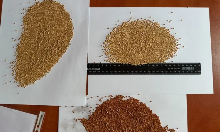 Купую просо оптом - фото № 1