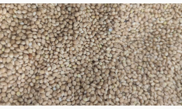 Продается желтое очищенное просо 2 категории - фото № 1