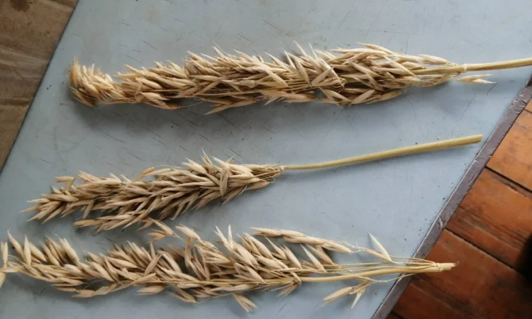 Продается овес посевной и товарный - фото № 2