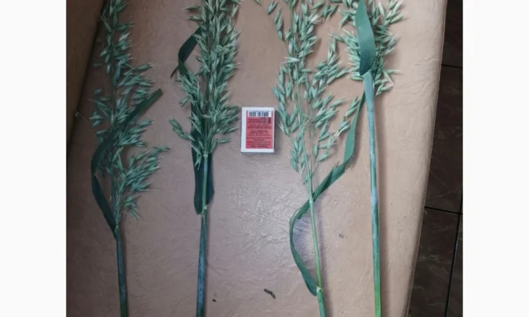 Продается овес посевной и товарный - фото № 3