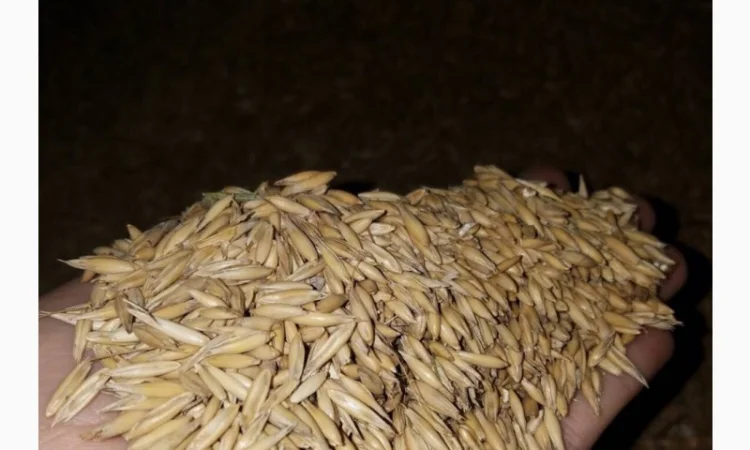 Пропонується овес високої якості - фото № 1