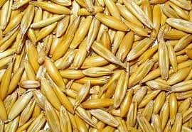 Насіння овеса сортів Парламенський та Нептун в продаже - фото № 1