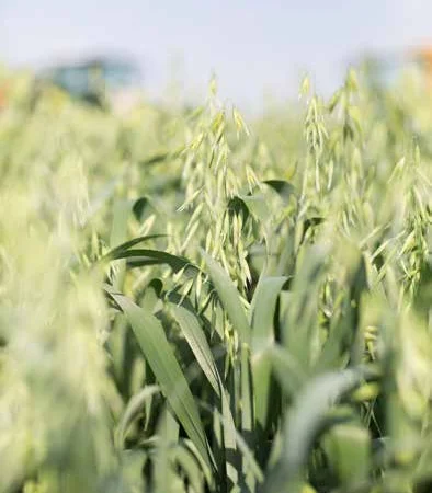 Насіння ярого овса Прокоп 1 реп – продажа - фото № 1