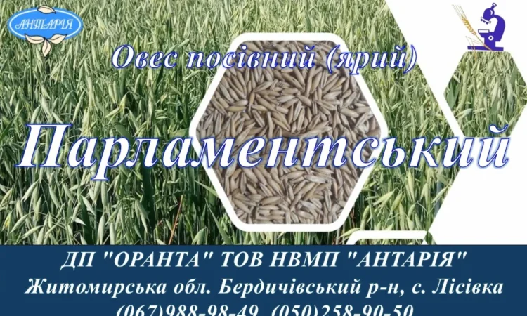 Продаж насіння овса Парламентський - фото № 1
