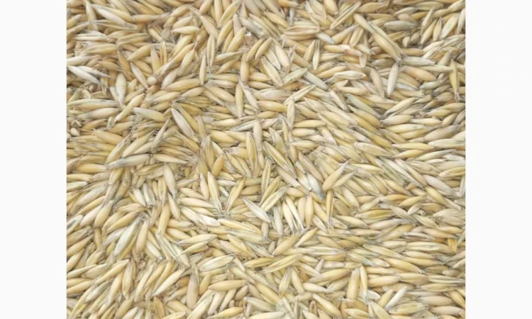 Продается овес, пшеница и рожь - фото № 1