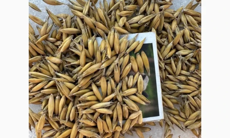 Продается овес сорт Парламентський - фото № 1