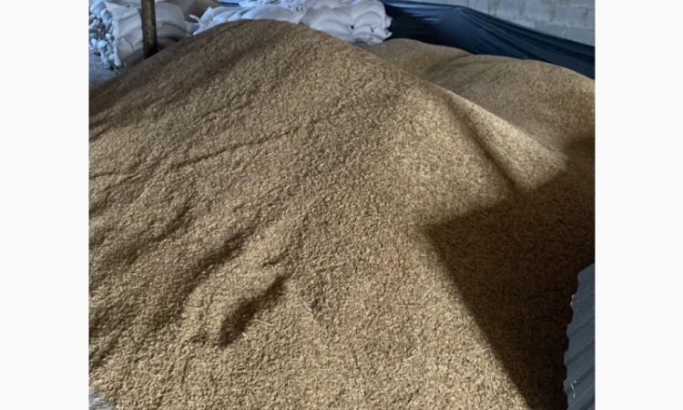 Продаж овесу сорт Парламентський - фото № 1