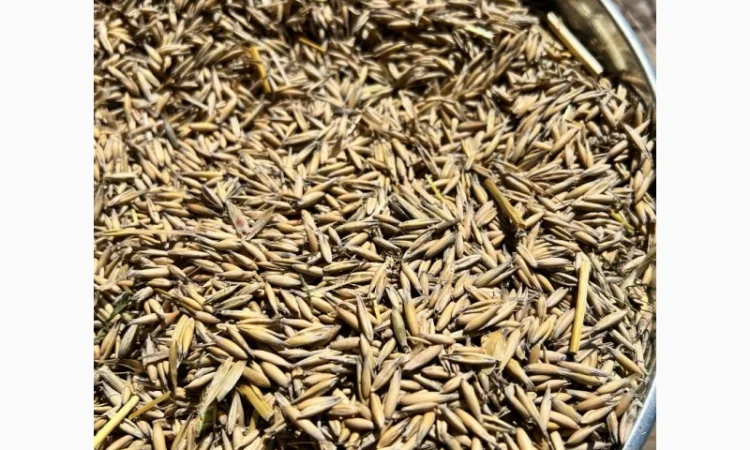 Пропозиція овса свіжого врожаю - фото № 4